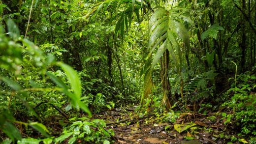 about-forest-for-kids