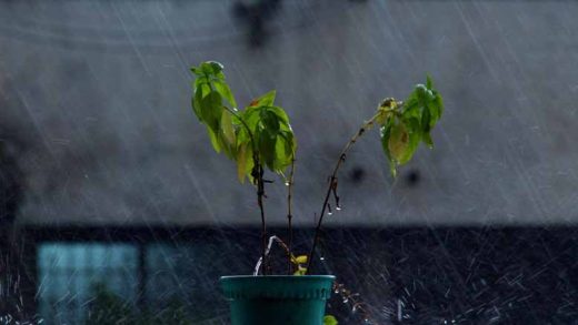plant-care-in-the-rainy-season